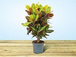 Растение горшечное Кодиеум Петра всего 979,00 ₽
