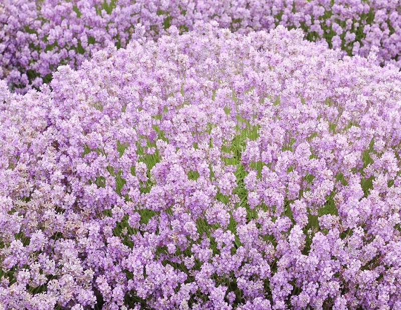 Лаванда узколистная Розеа ЗКС