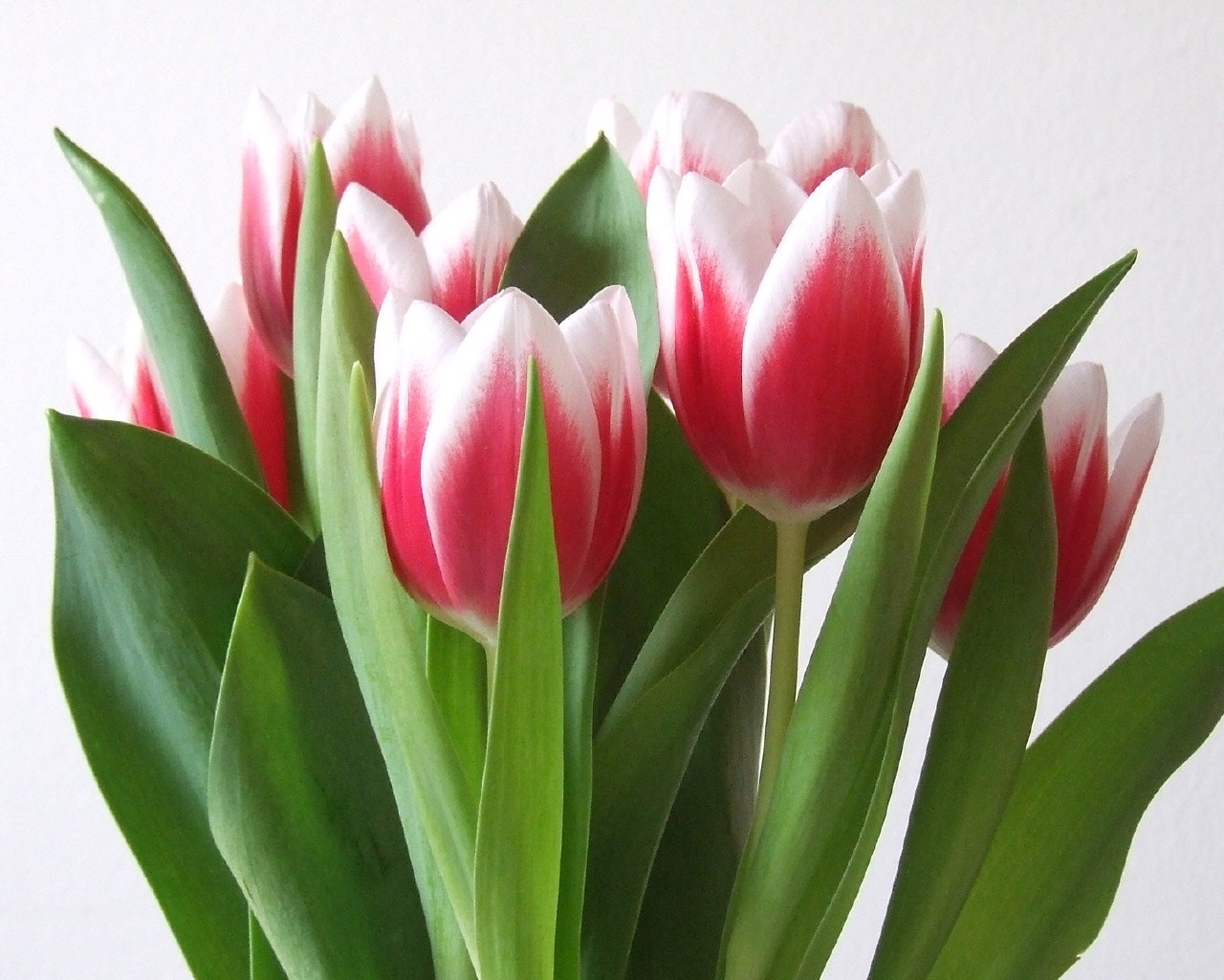 Тюльпан Микс