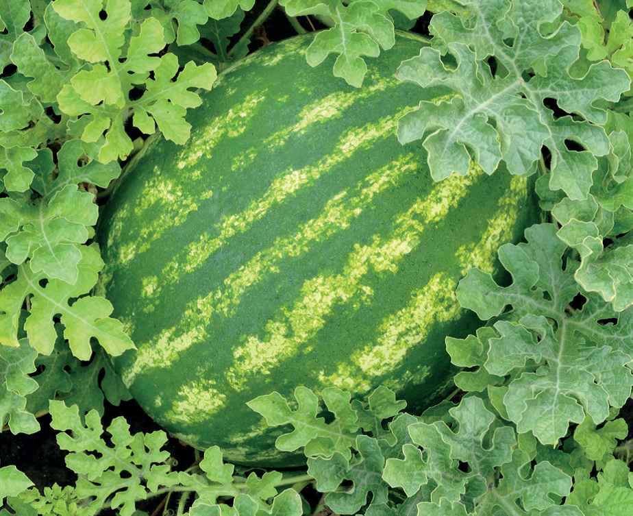 Рассада КИСЛОВКА Арбуз Барака d7 1шт