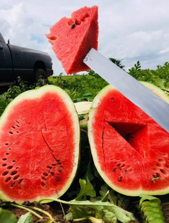 Рассада КИСЛОВКА Арбуз Барака d7 1шт